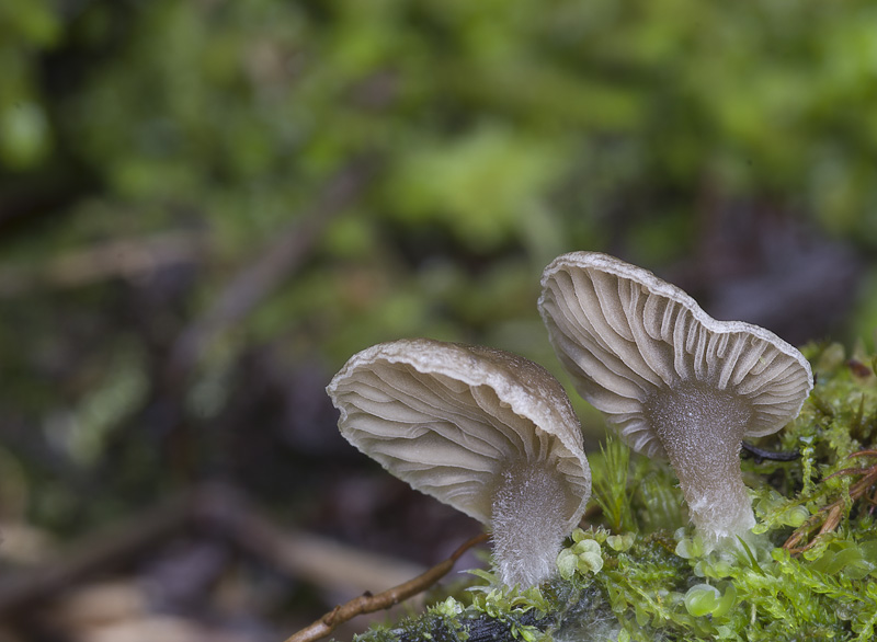 Arrhenia acerosa var. acerosa